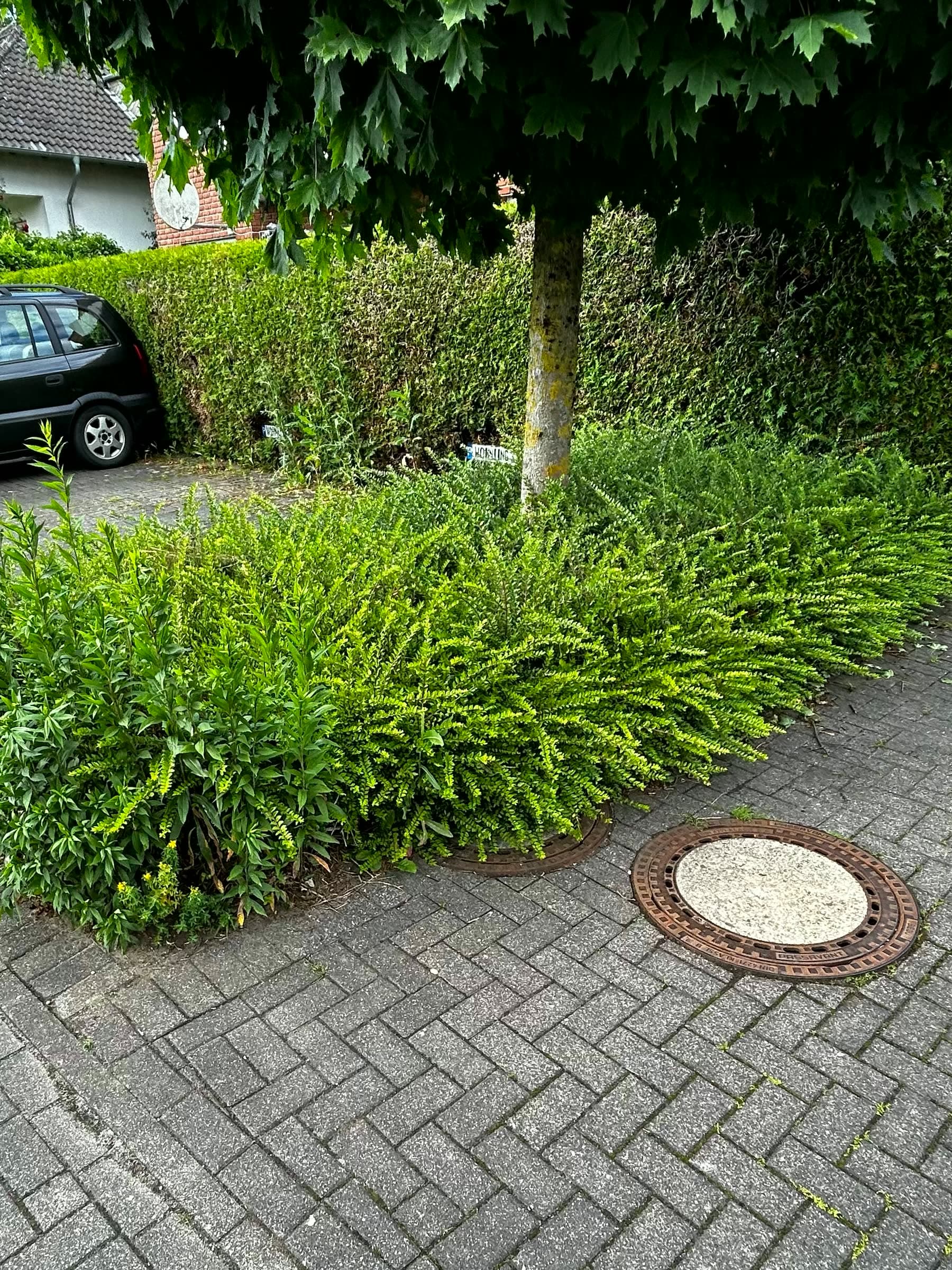Gepflasterter Hof mit Unkraut in den Fugen, das Beet unter dem Baum wuchert auf den Weg
