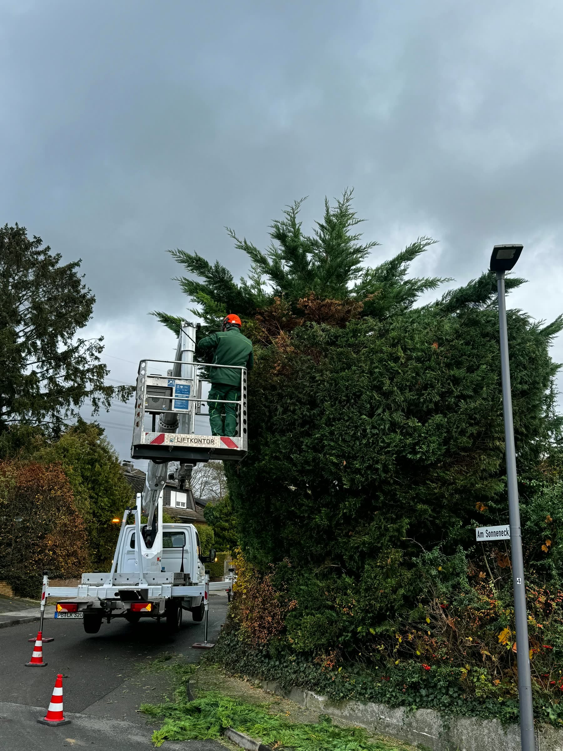 Mitarbeiter im Korb eines Hubsteigers schneidet eine hohe Hecke an der Straße zurück